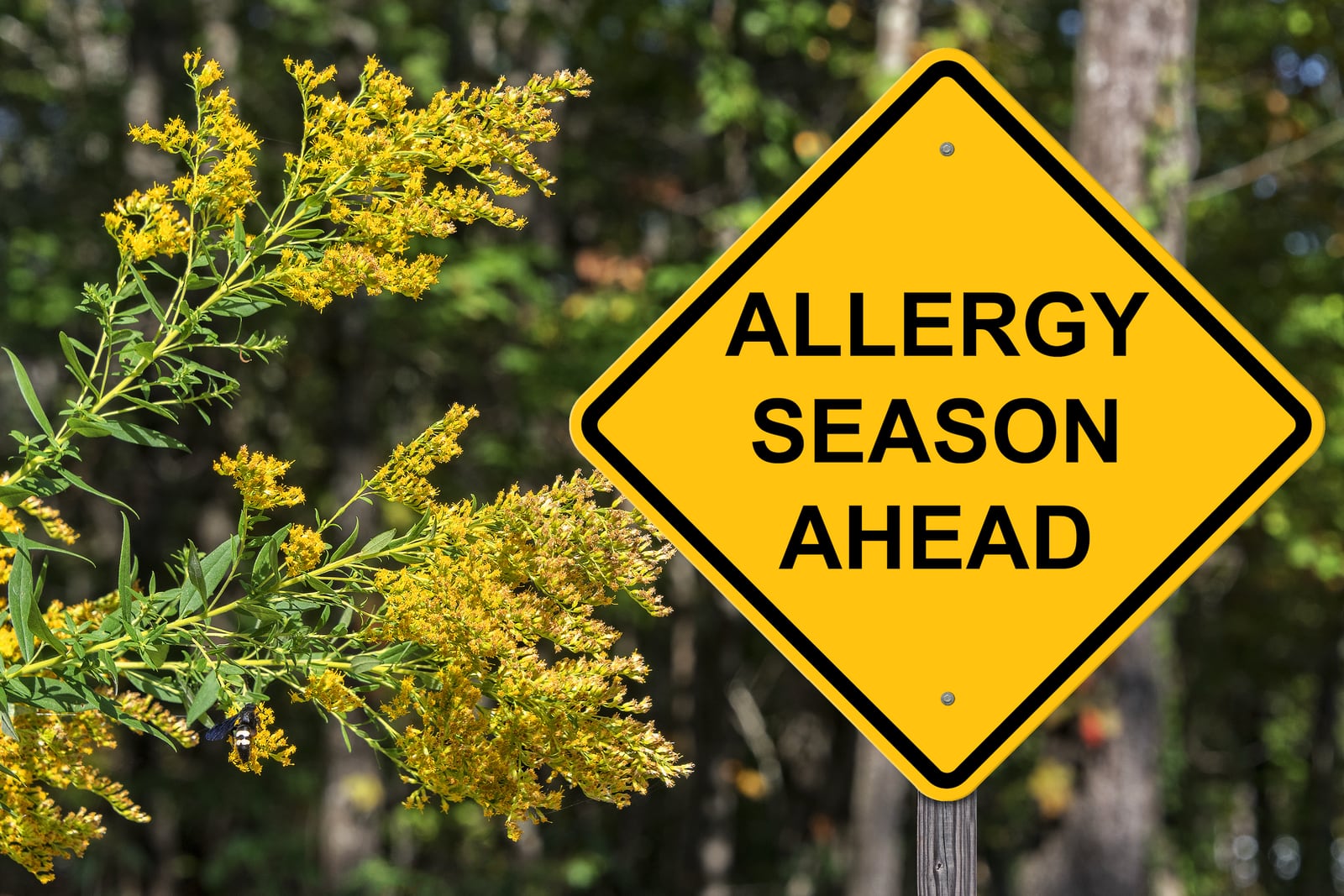 Yellow allergy season warning sign beside spring pollen-producing plants